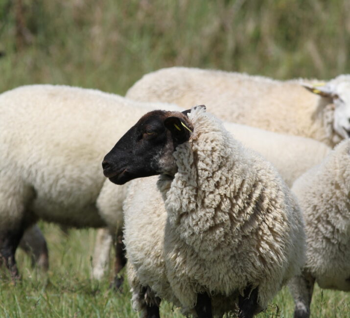 Laine-démarche-mouton
